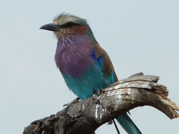 Afrika_228