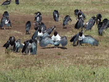 Afrika_171