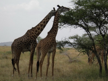 Afrika_309