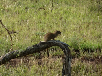 Afrika_213