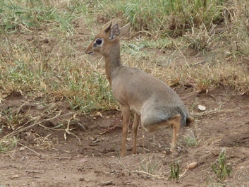 Afrika_204