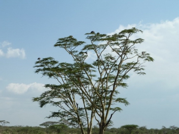 Afrika_233