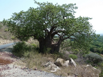 Afrika_008