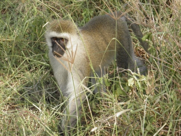 Afrika_335
