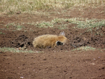 Afrika_291