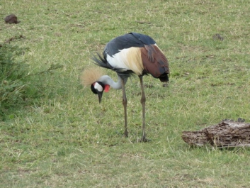 Afrika_016