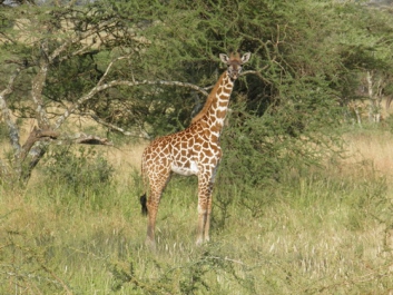 Afrika_332