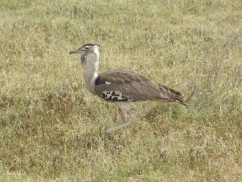 Afrika_295
