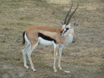 Afrika_042