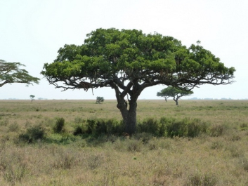 Afrika_219