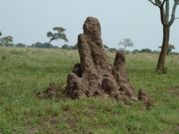 Afrika_250