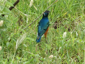 Afrika_221