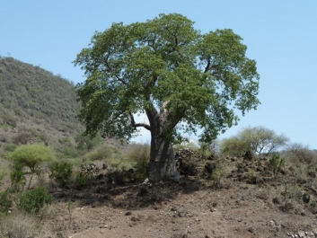 Afrika_142