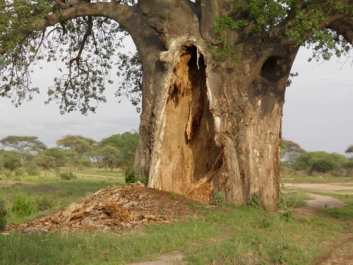Afrika_345