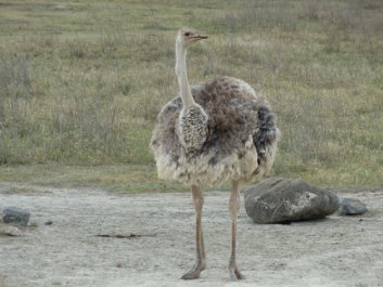 Afrika_043