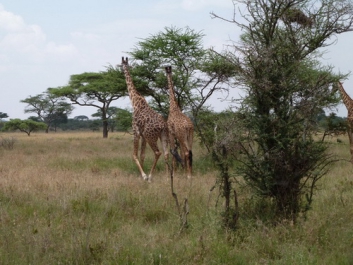 Afrika_199