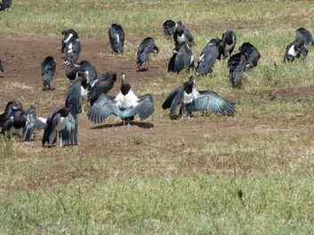 Afrika_037