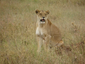 Afrika_311