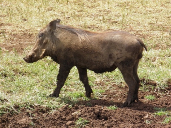 Afrika_290