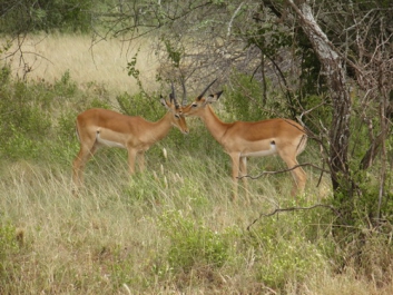 Afrika_324