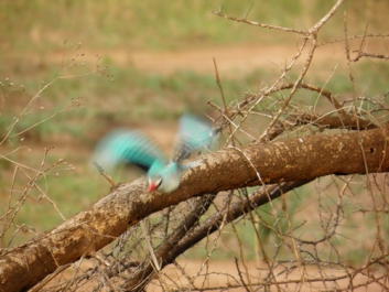Afrika_346